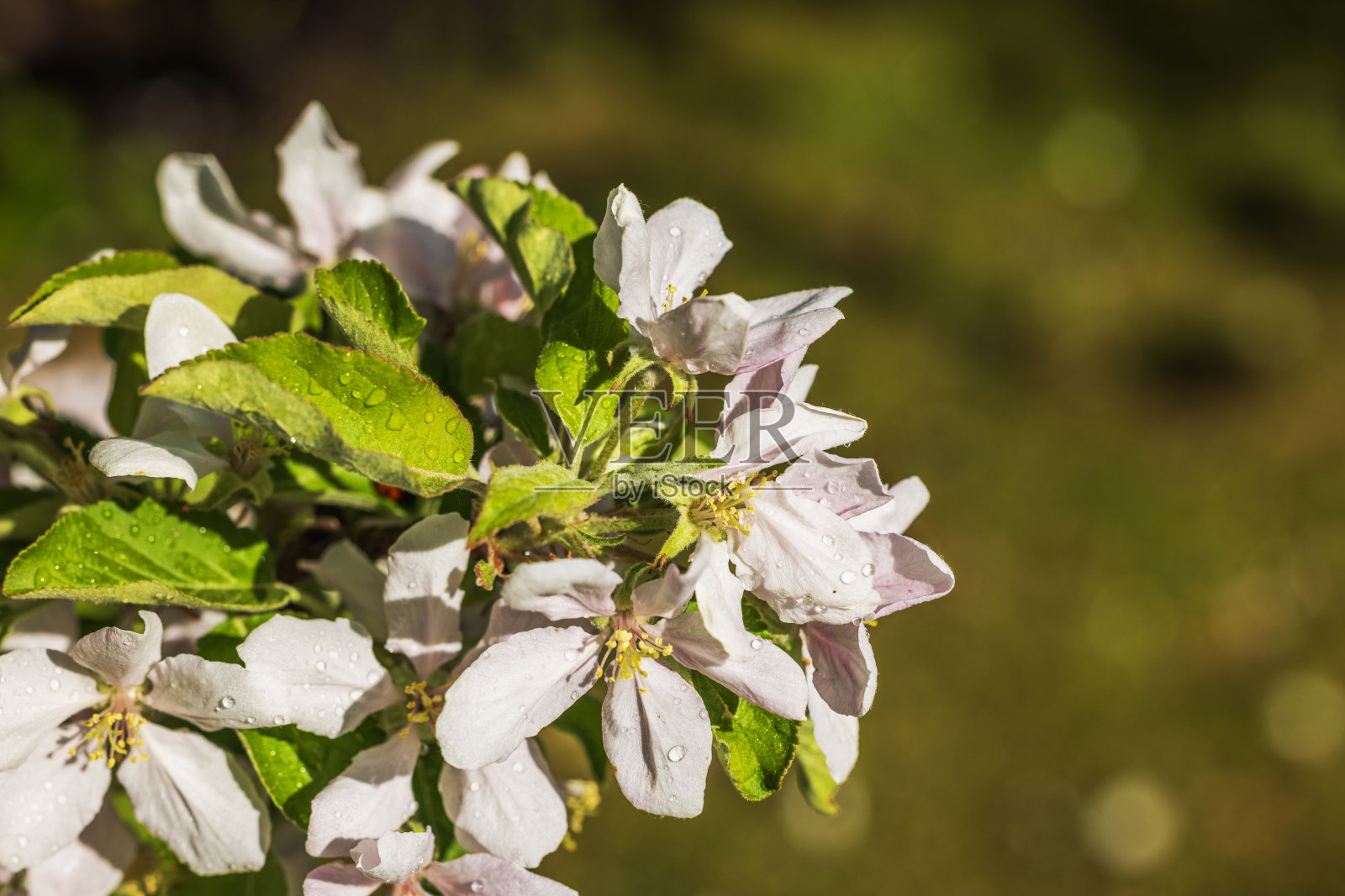 春天里雨滴下的苹果花。照片摄影图片