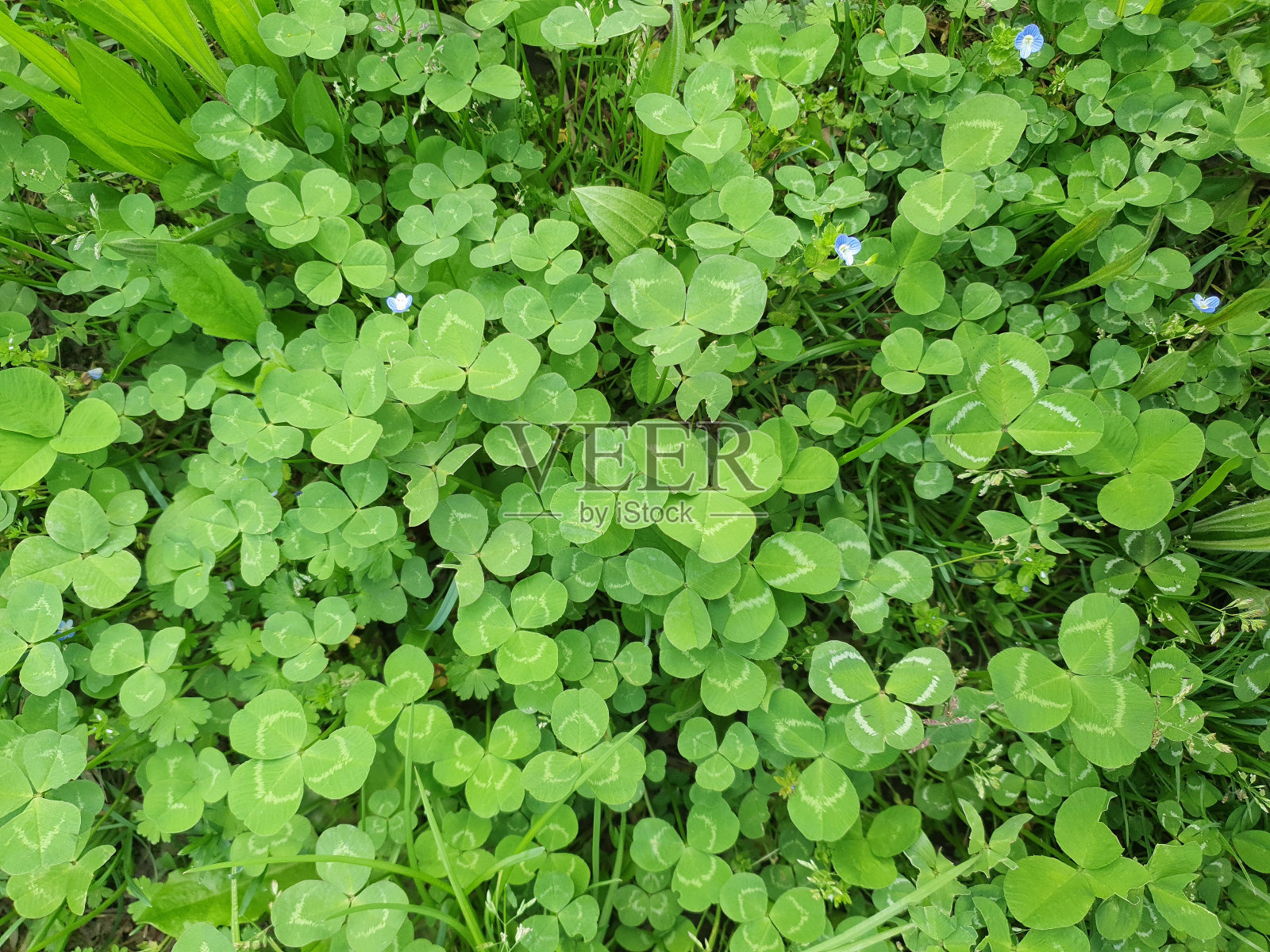 三叶草草甸背景俯视图照片摄影图片