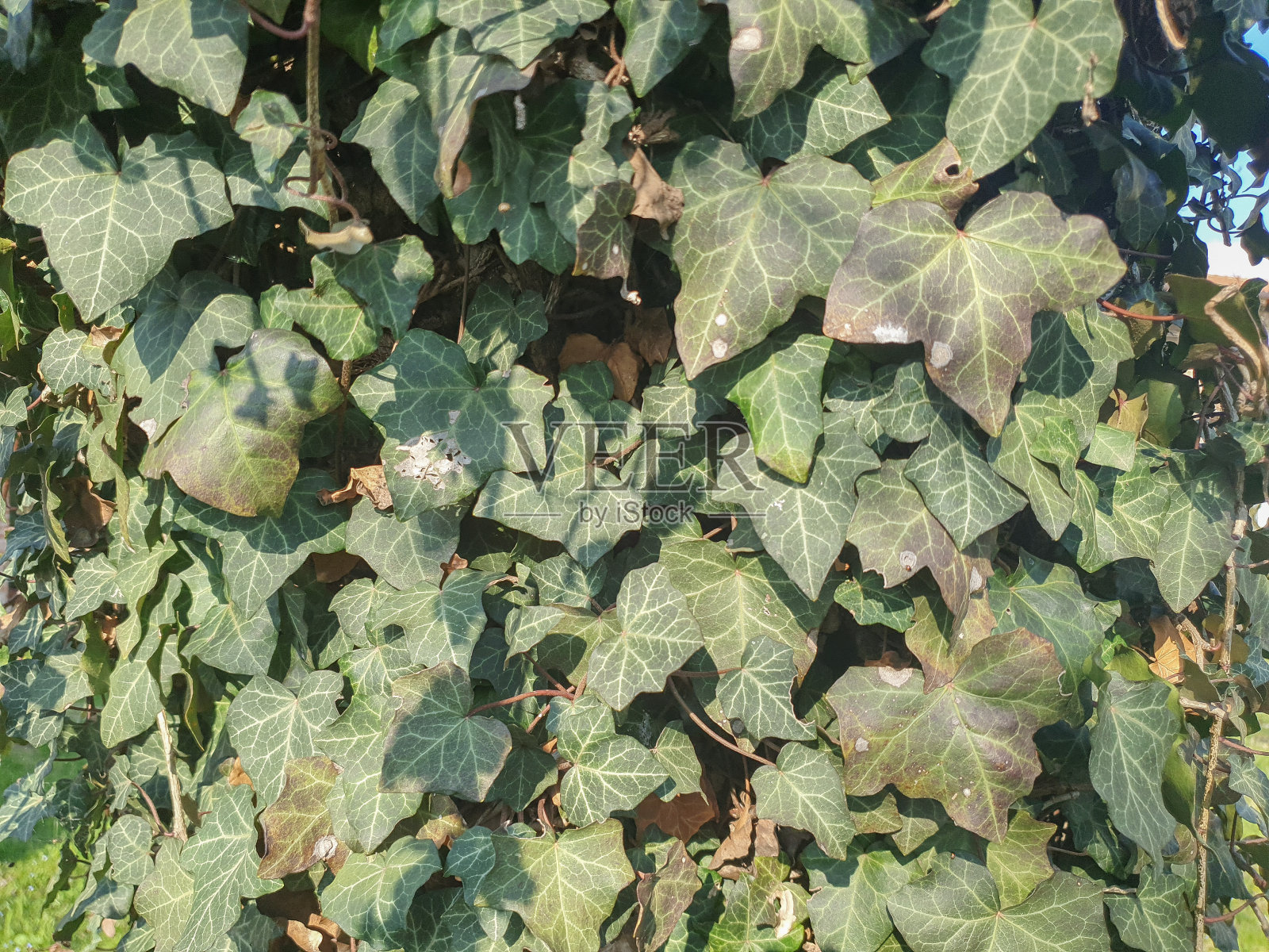 常春藤植物科学家。名字Hedera背景照片摄影图片