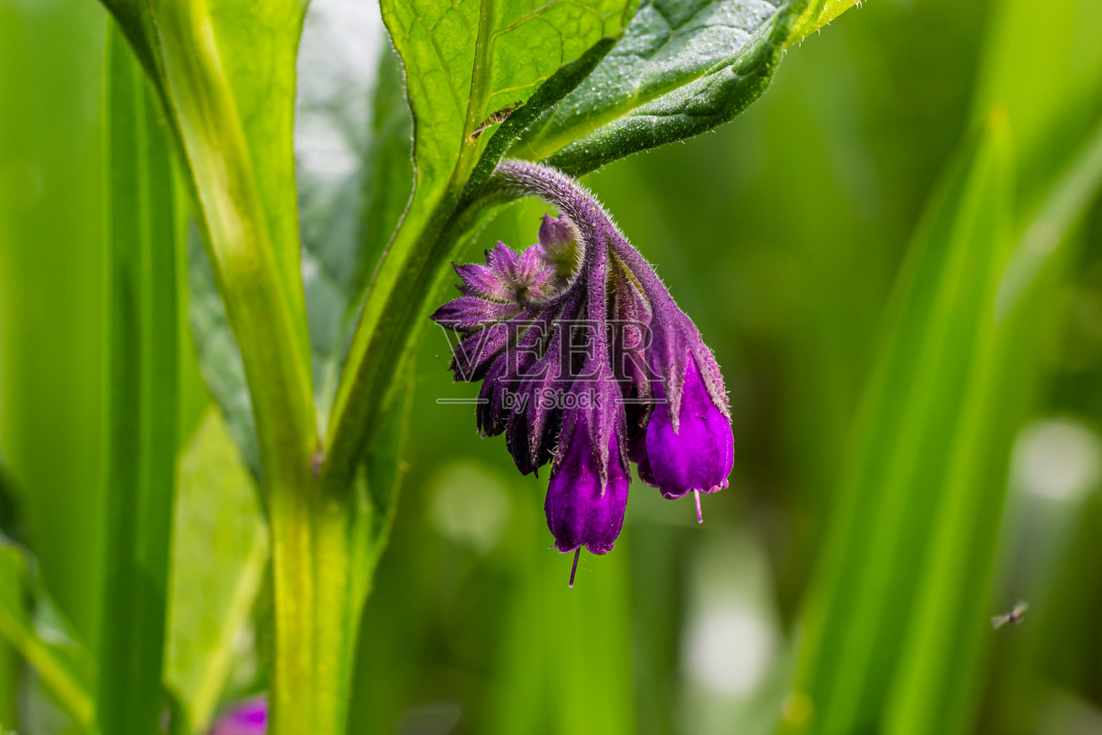 草地上，在野菜丛中，紫草正开着花照片摄影图片