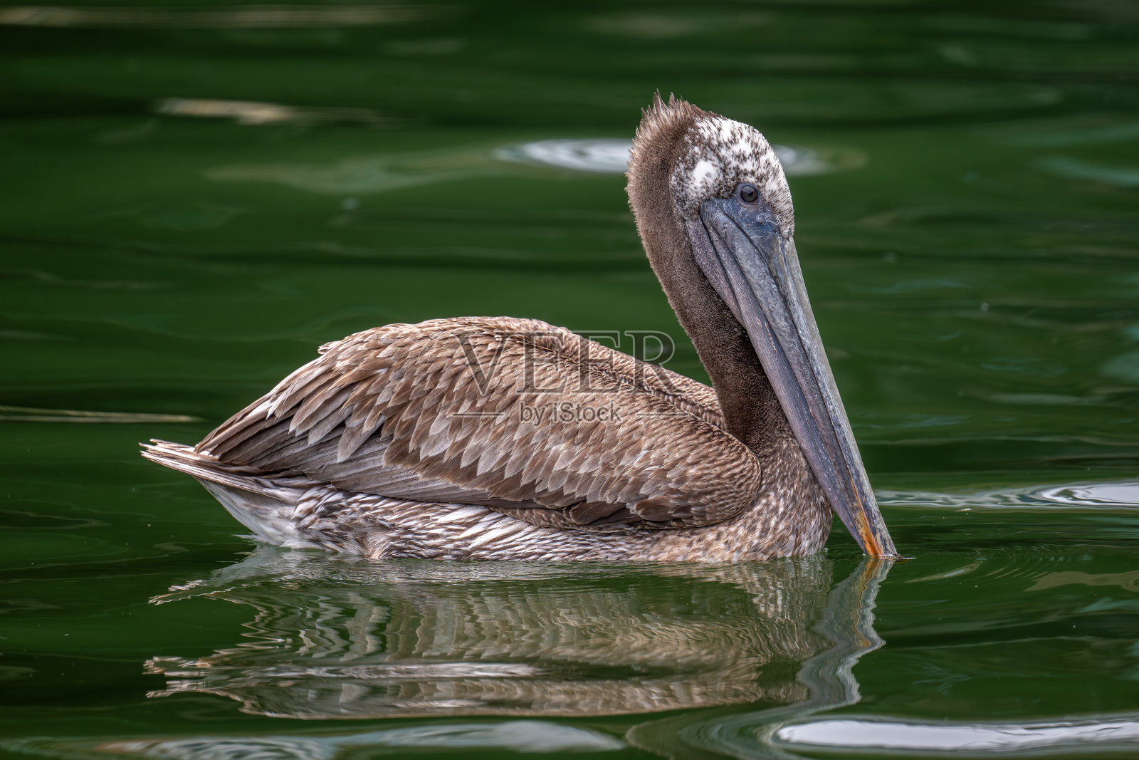 褐鹈鹕照片摄影图片