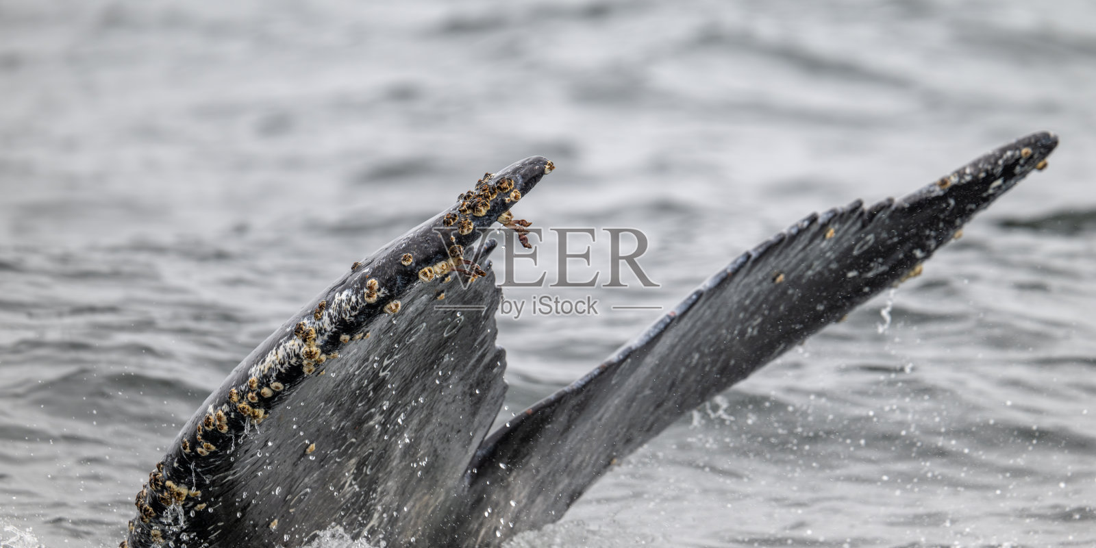 鲸鱼的尾巴照片摄影图片