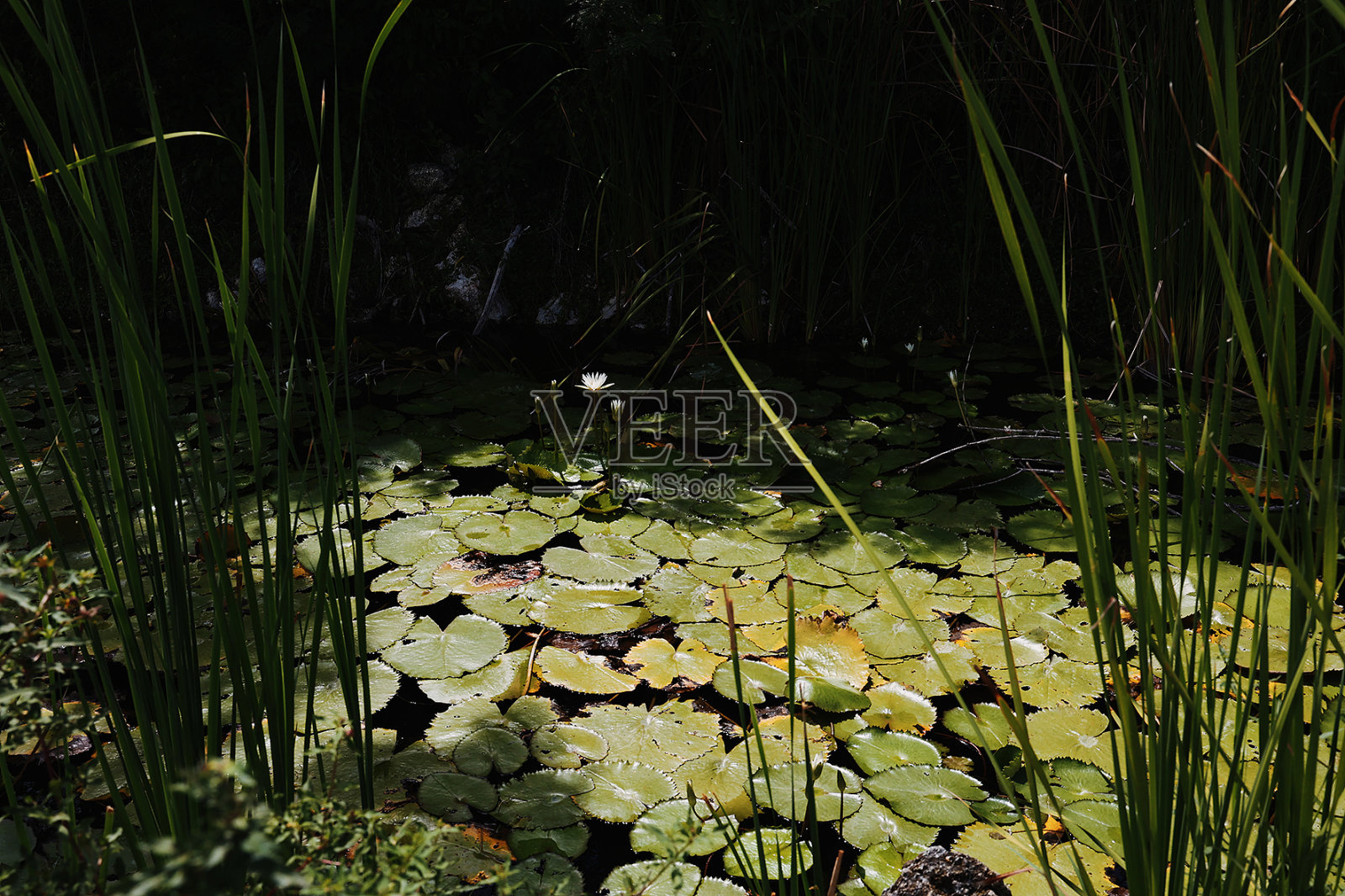 睡莲照片摄影图片