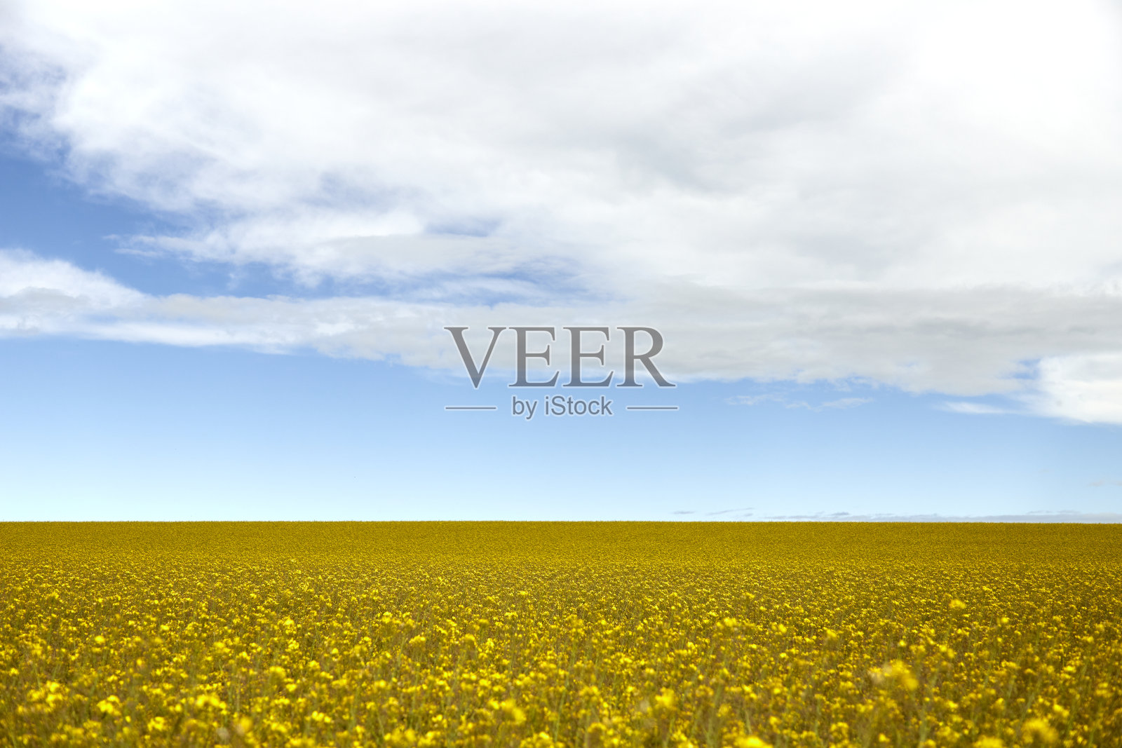 油菜地为背景，蓝天多云照片摄影图片