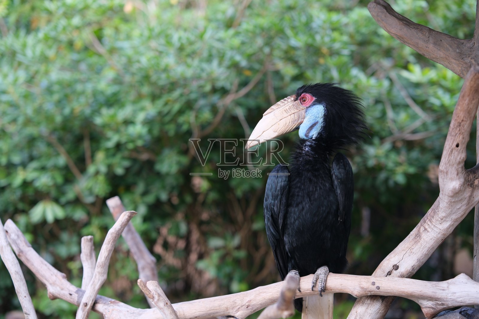 一圈犀鸟(波状犀鸟)侧视图照片摄影图片
