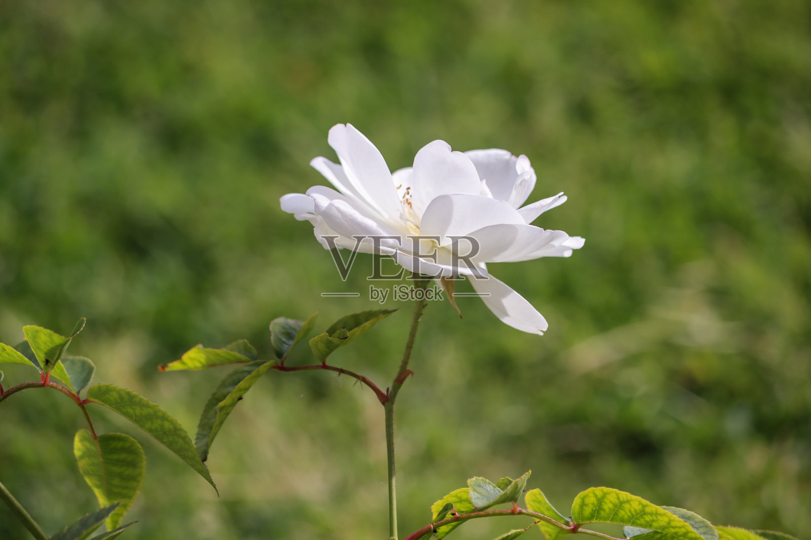 白玫瑰，自然照片摄影图片