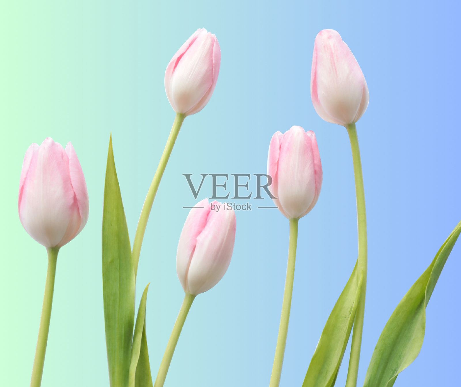 粉色郁金香壁纸照片摄影图片