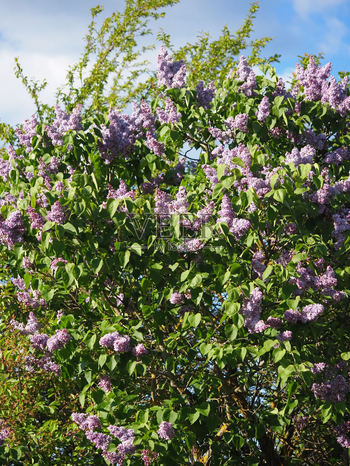花园里的丁香在蓝天的映衬下枝繁叶茂照片摄影图片