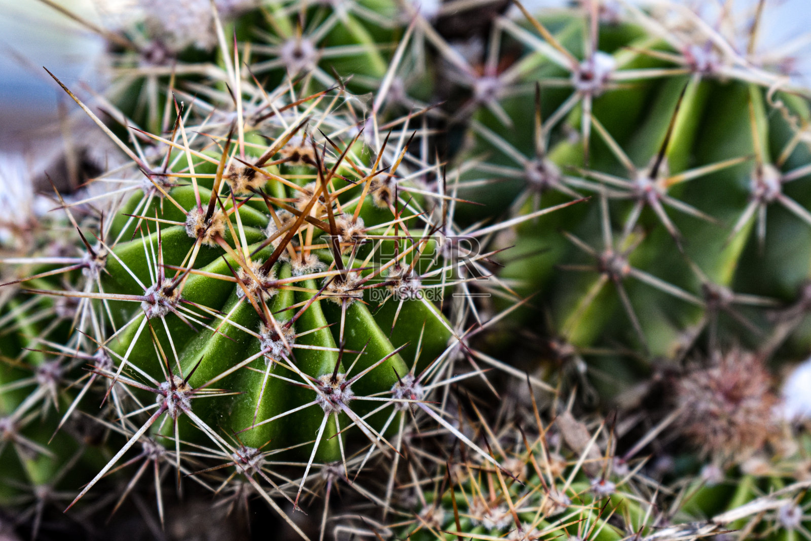 仙人掌的细节照片摄影图片