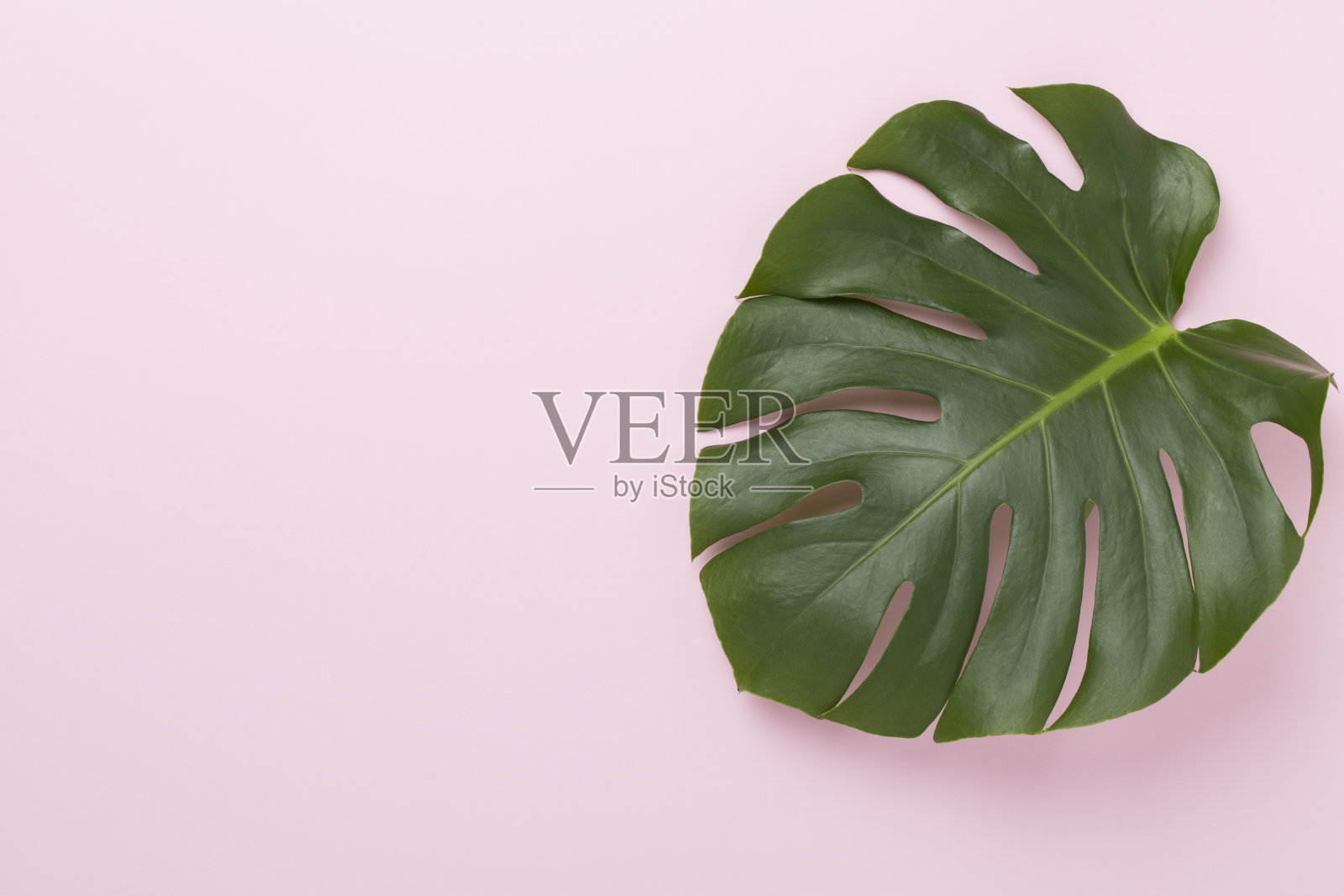 彩色背景上的怪物叶子，俯视图照片摄影图片