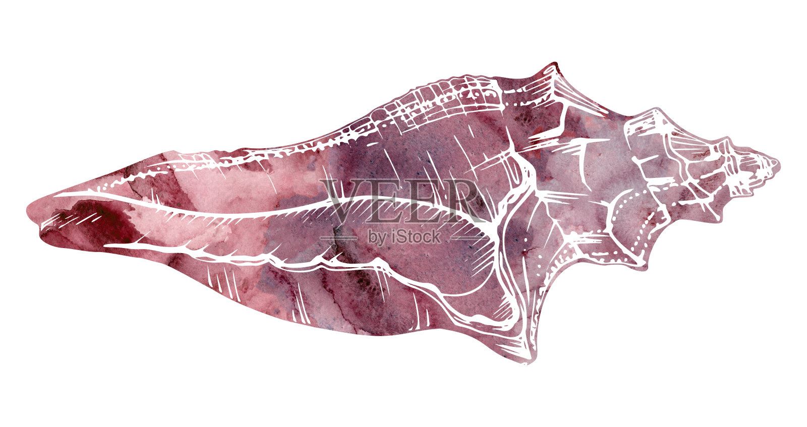 水彩和水墨手绘海洋生物、海洋水下生物。鱼、贝壳、藻类、海藻。单对象插图，风格化，孤立在白色。动物园商店，水族馆，化妆品，度假村插画图片素材