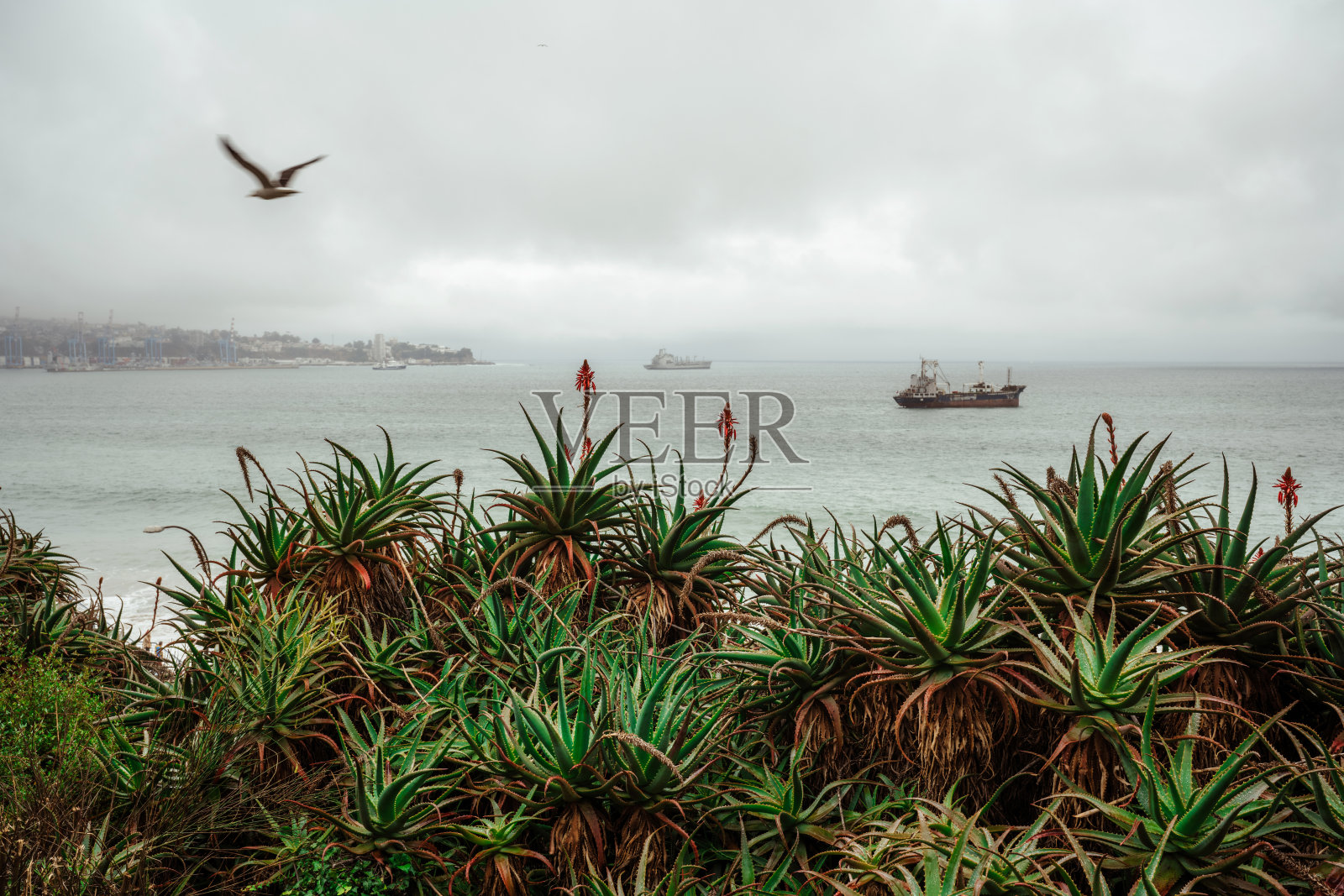 在一个灰暗的日子里，智利瓦尔帕莱索海岸的景色照片摄影图片