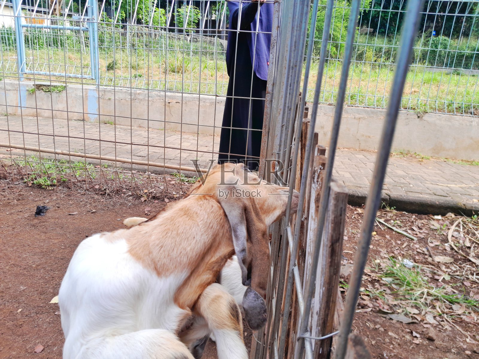 山羊或绵羊照片摄影图片