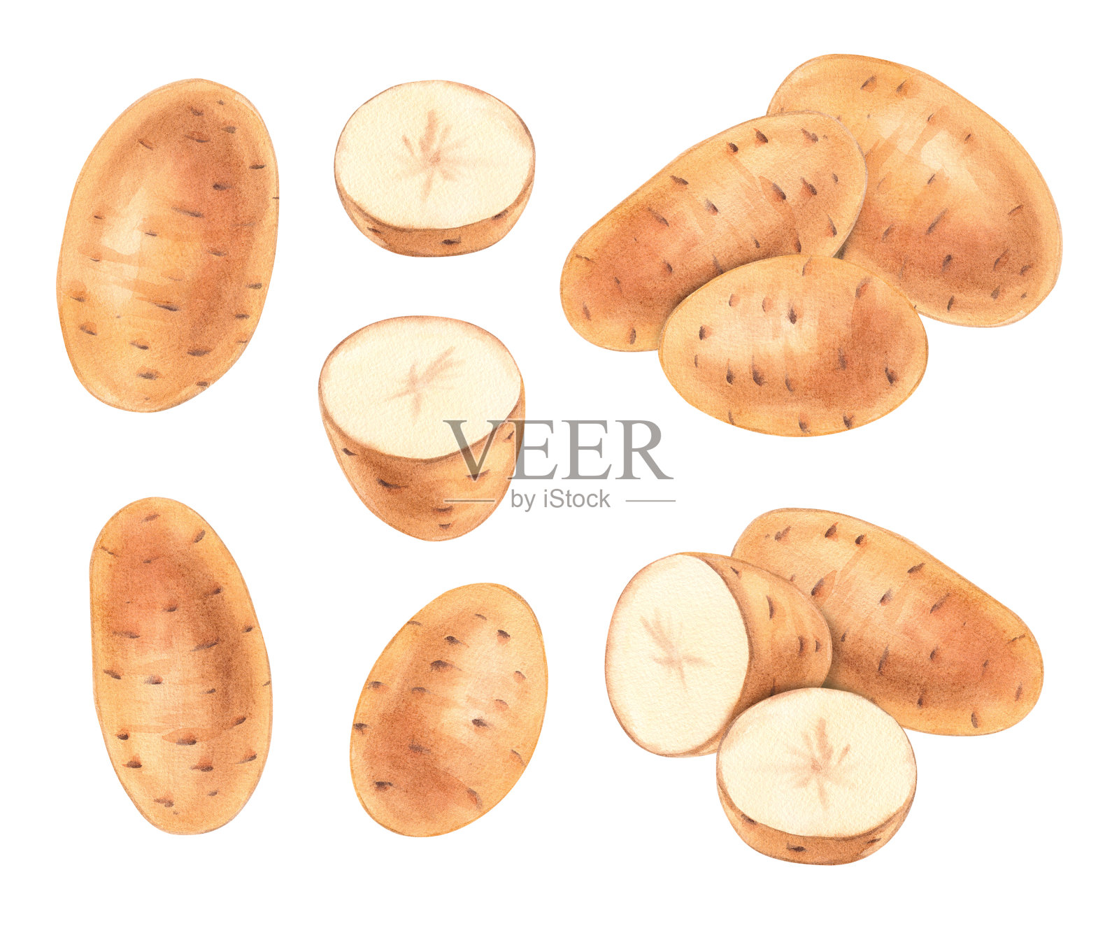 水彩土豆手绘孤立的白色。马铃薯水彩画插画图片素材