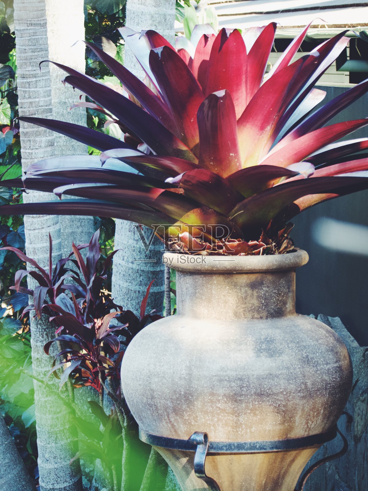 深红色凤梨在一个质朴的罐子里照片摄影图片