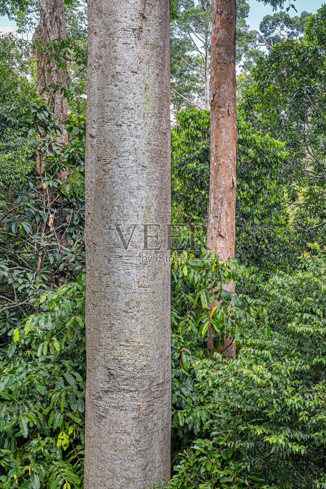 马来西亚丛林中的一棵热带树的树干照片摄影图片