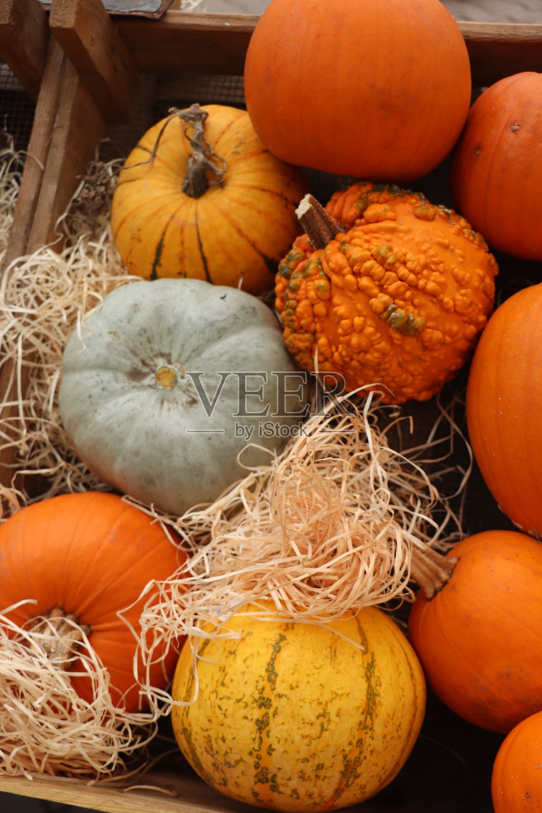 秋季装饰南瓜照片摄影图片