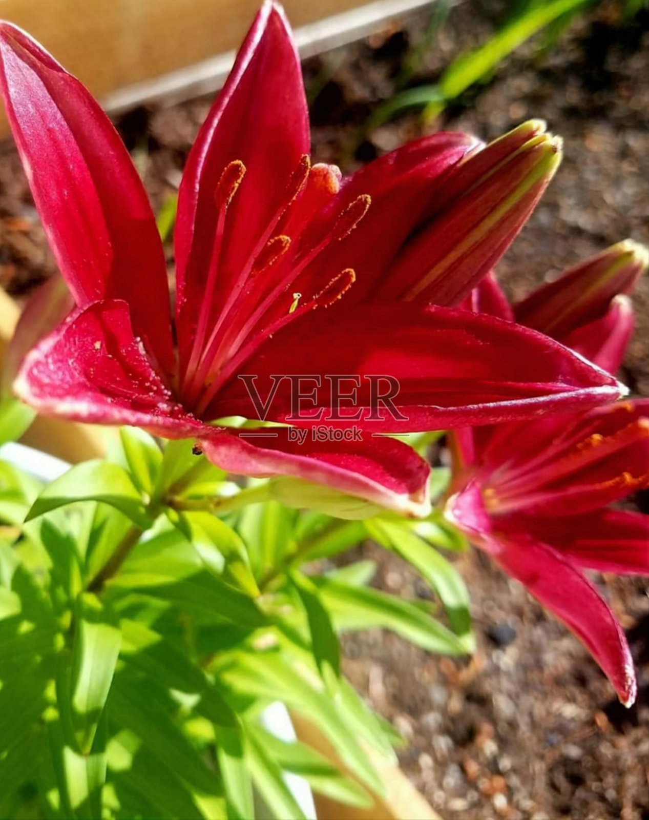 红色的照片摄影图片