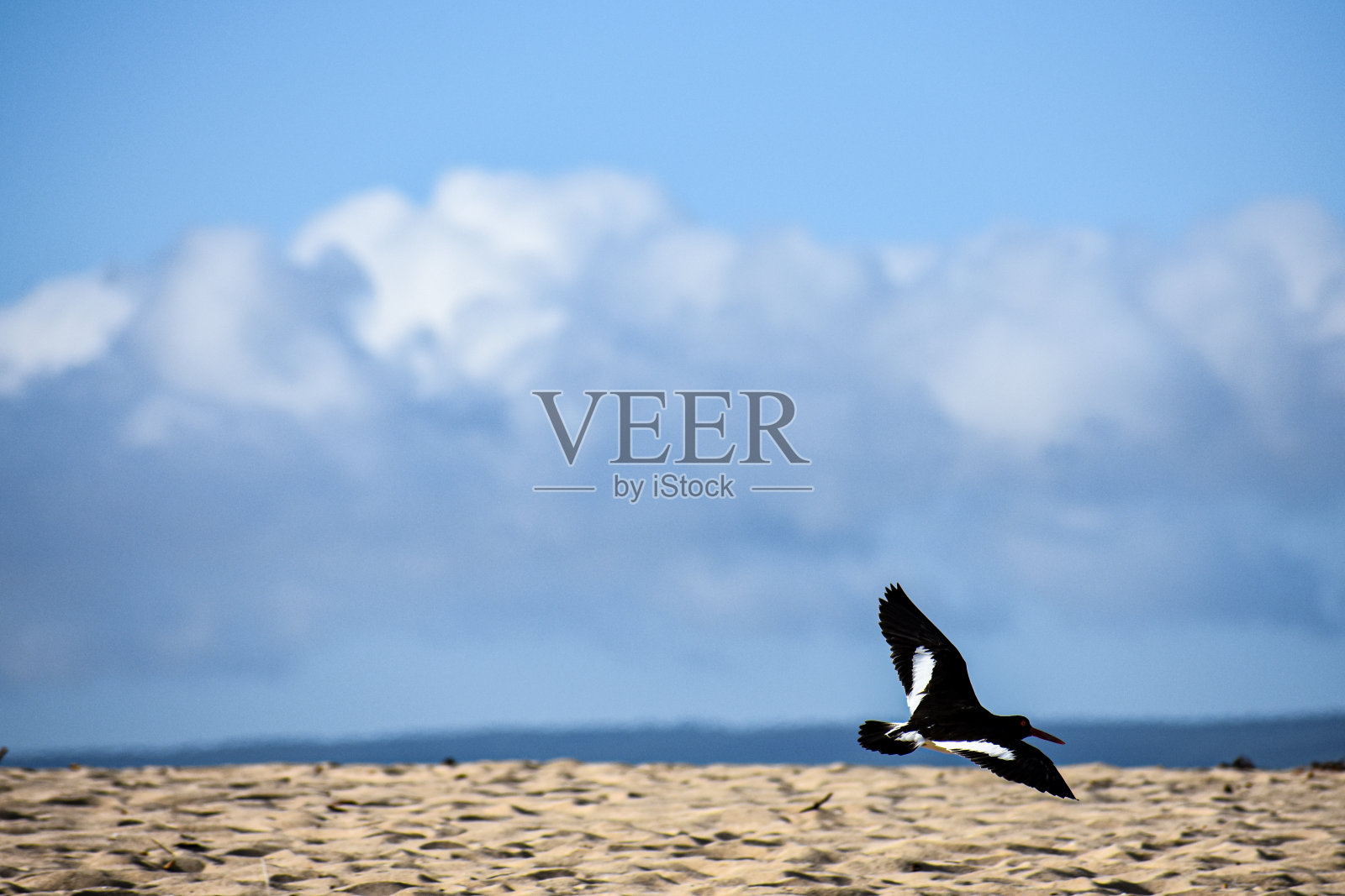 鸟儿在沙滩上飞翔照片摄影图片