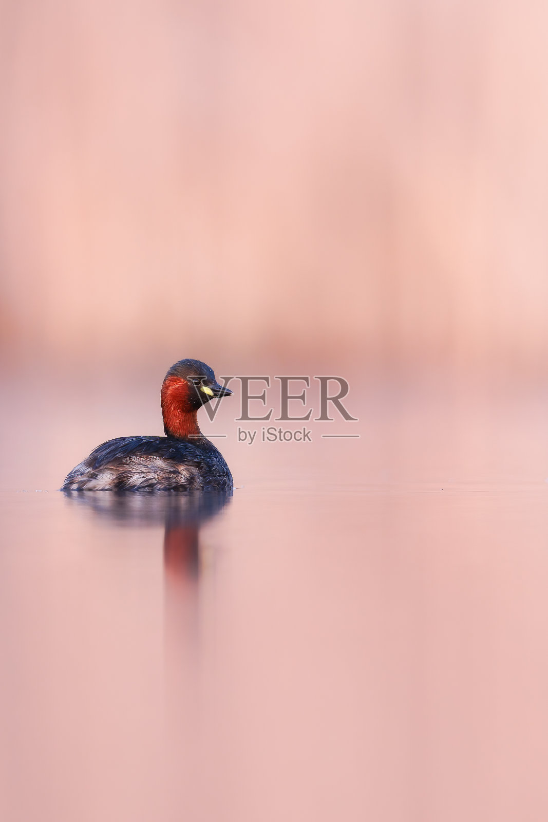 日出时的小葛瑞伯——红叶小葛。照片摄影图片