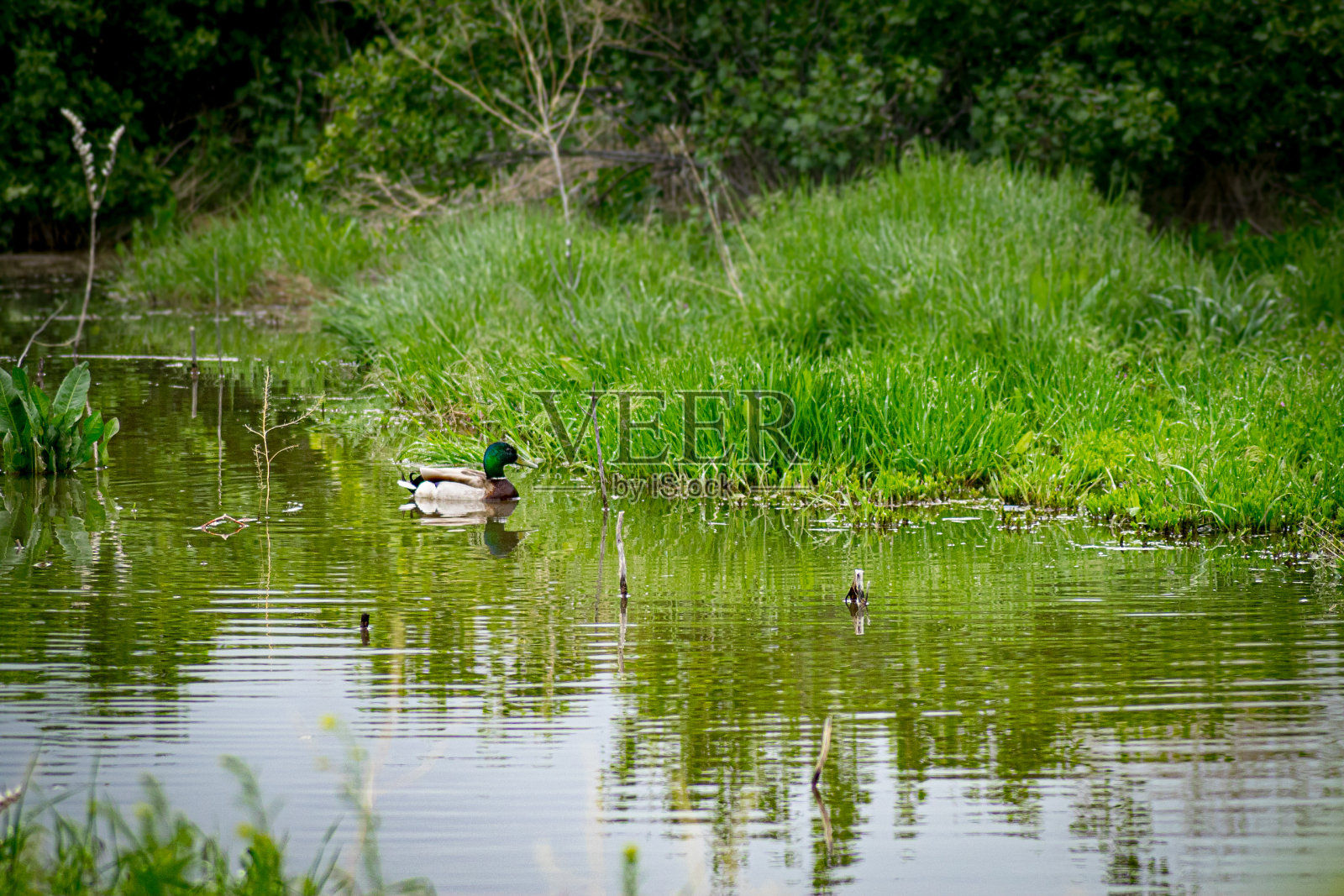 池塘里的绿头鸭照片摄影图片