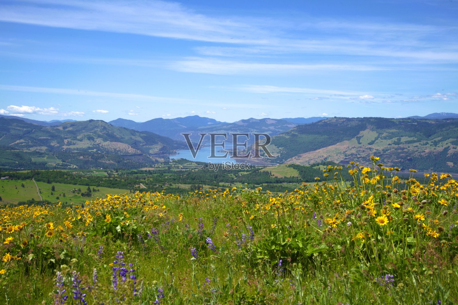 河谷中遍布野花的缓坡草地照片摄影图片