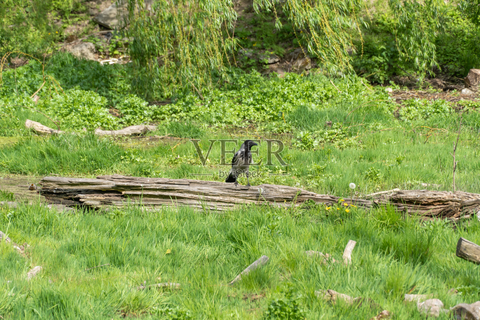 戴着兜帽的灰乌鸦坐在朽烂的树桩上。乌鸦座cornix。照片摄影图片