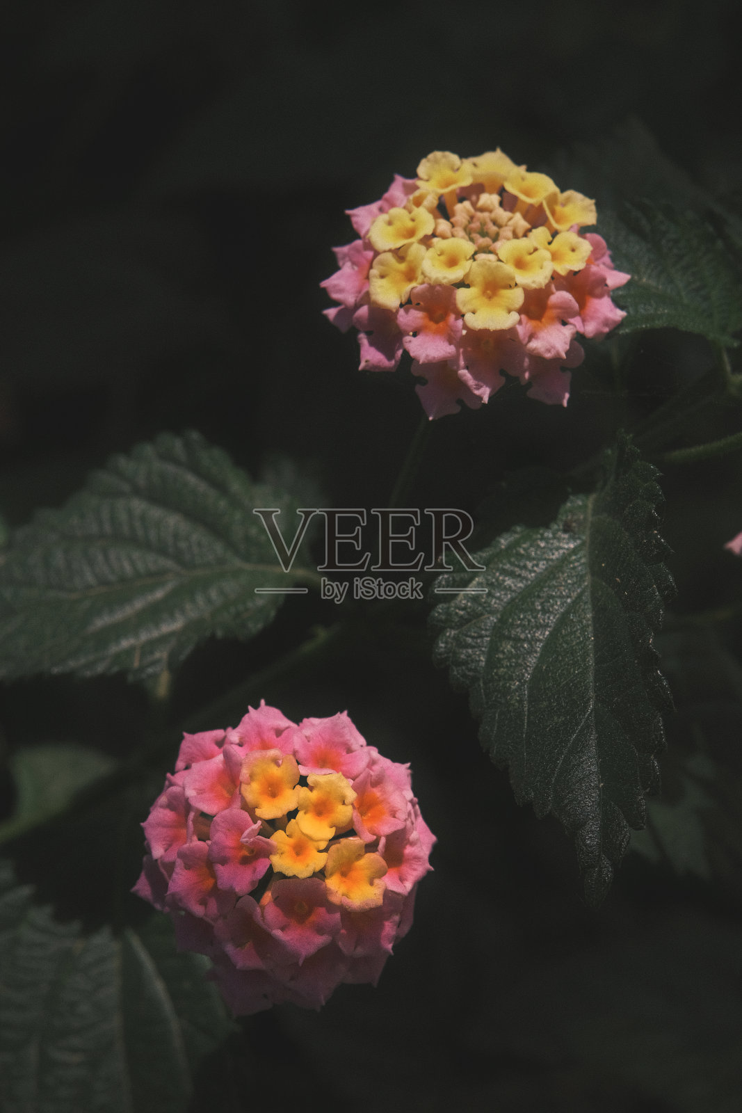 马樱丹属ciceğ我照片摄影图片