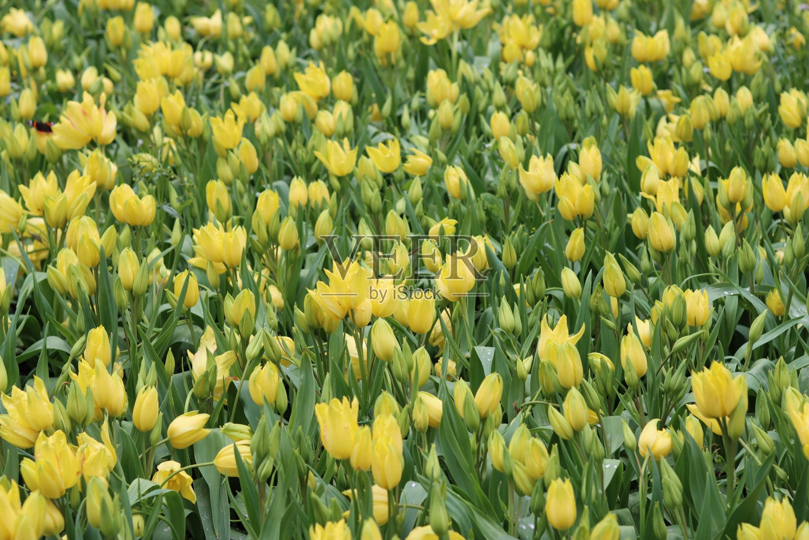 春天花园里一簇簇黄色的郁金香照片摄影图片