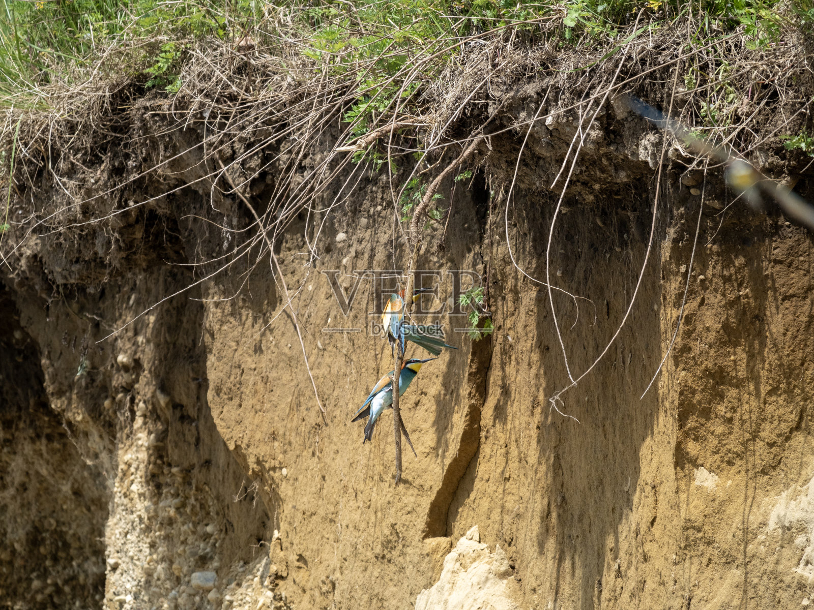 一对食蜂人照片摄影图片