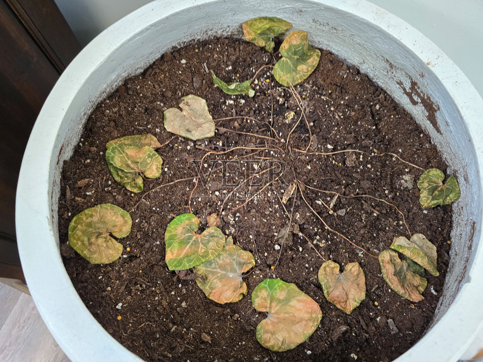 死屋植物照片摄影图片