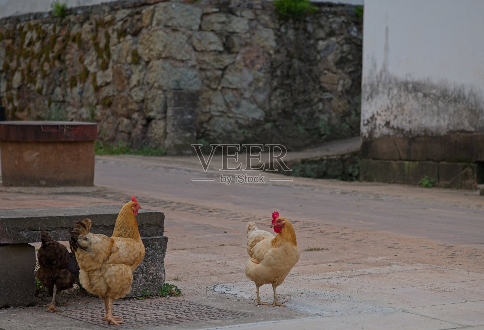 鸡照片摄影图片