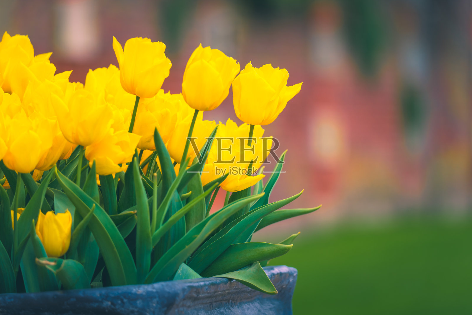 公园里一排盛开的郁金香照片摄影图片