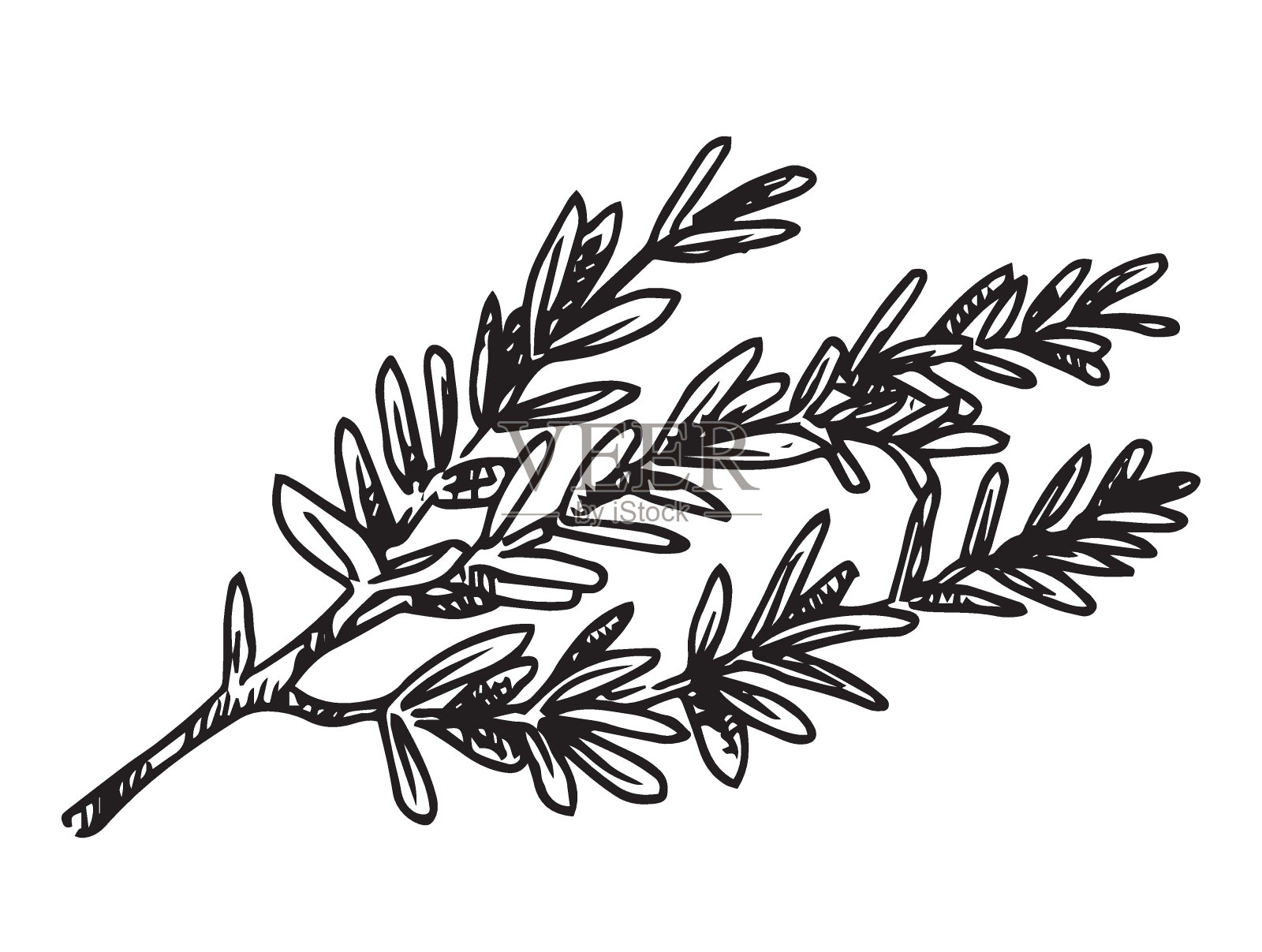 迷迭香枝，矢量素描风格。香料插画图片素材