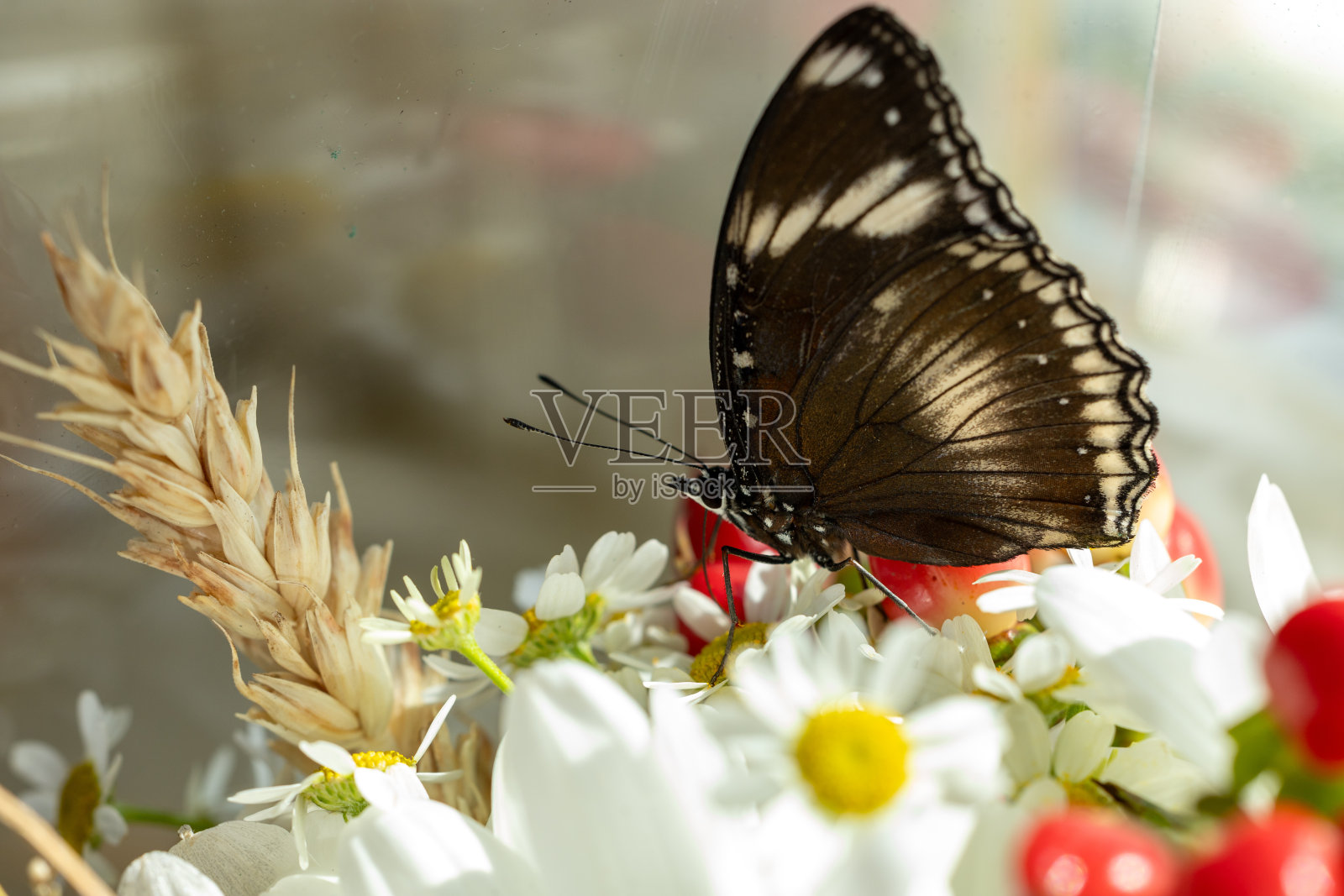 一只蝴蝶在花束上照片摄影图片