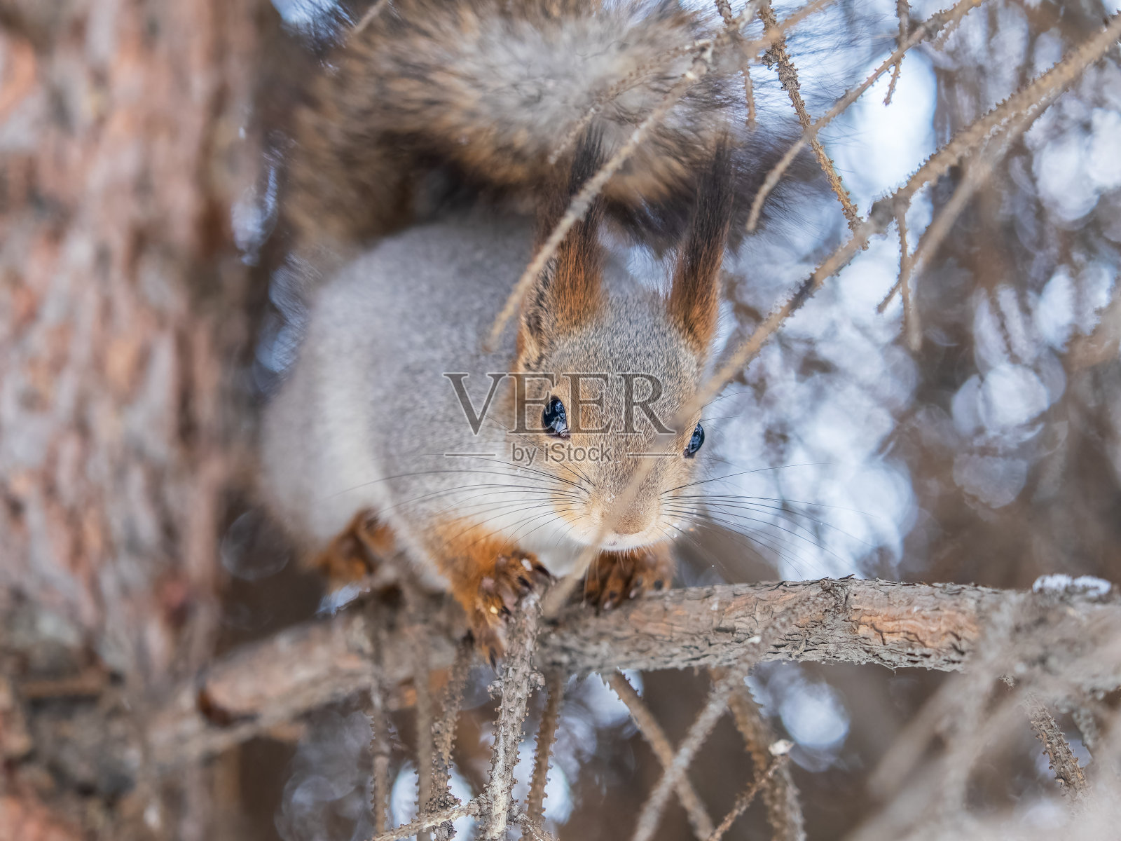 在冬天或深秋，带着坚果的松鼠栖息在树上。照片摄影图片
