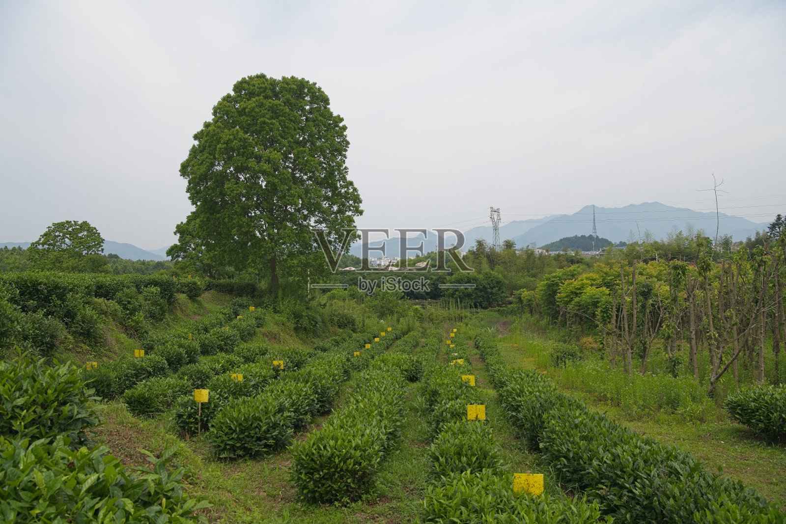 茶树照片摄影图片