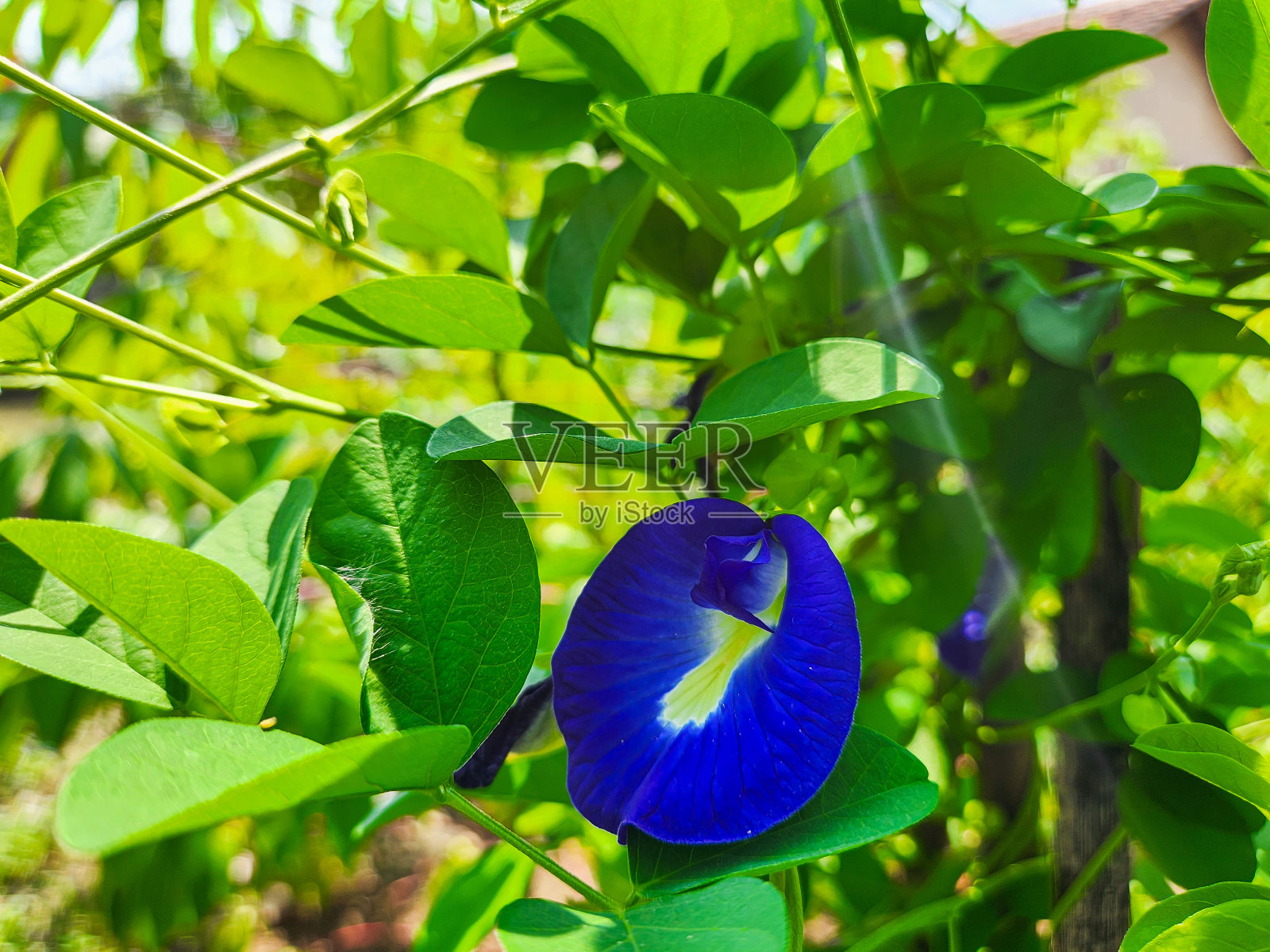 新鲜的紫色美丽的豌豆花照片摄影图片