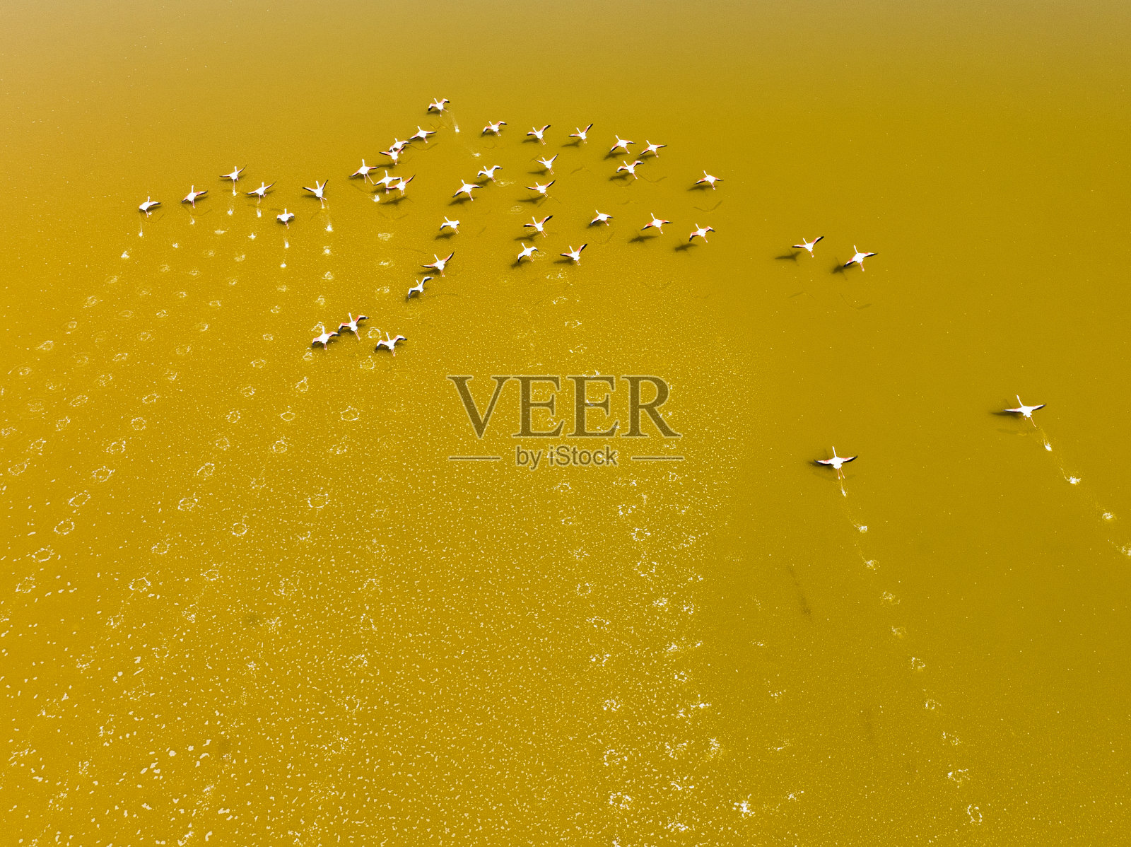 许多鸟类生活在大自然中，如火烈鸟、海鸥和鸭子，在绿色、蓝色、黄色和粉红色的浅水中集体觅食和生活，这些水域具有很高的营养价值，在湖泊和小溪中照片摄影图片