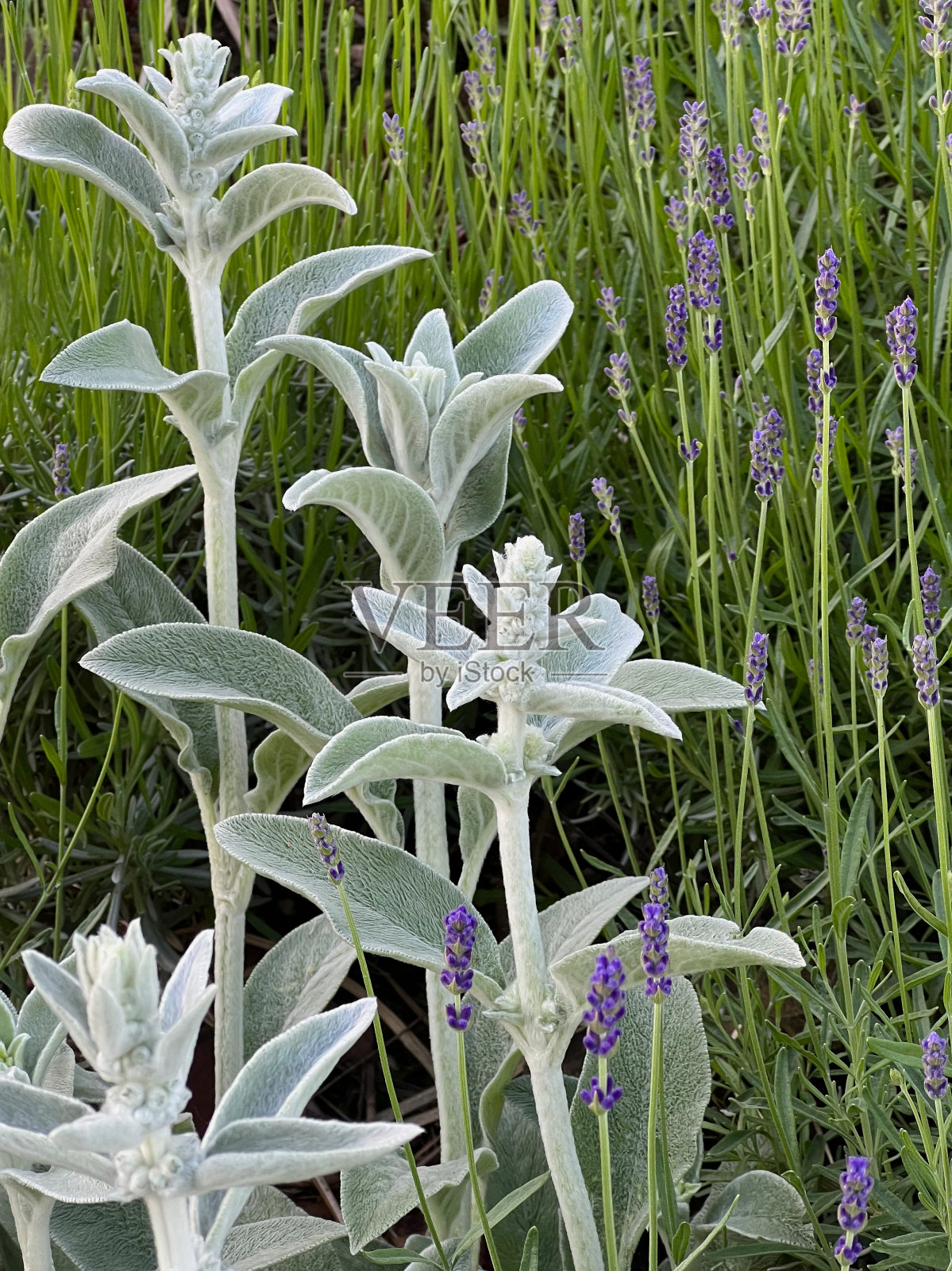 羊耳和薰衣草照片摄影图片