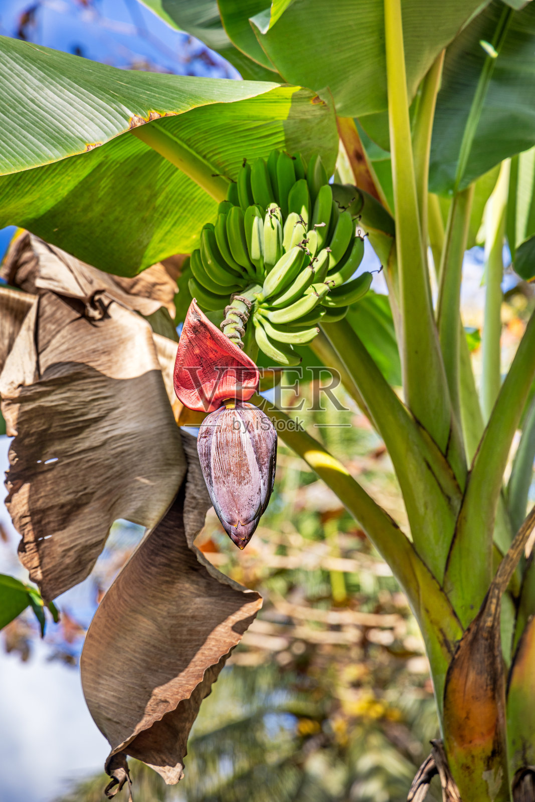 一簇未成熟的香蕉和树上的花照片摄影图片