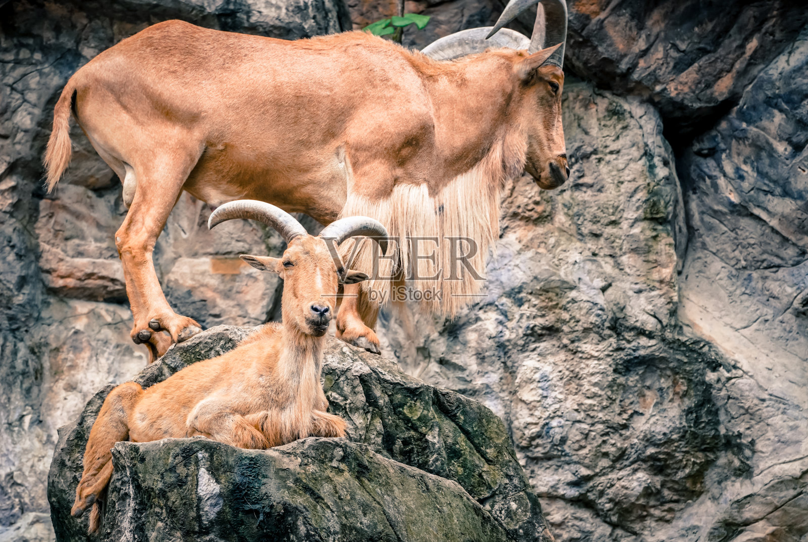 野蛮的羊在大自然中带着戏剧性的色调照片摄影图片