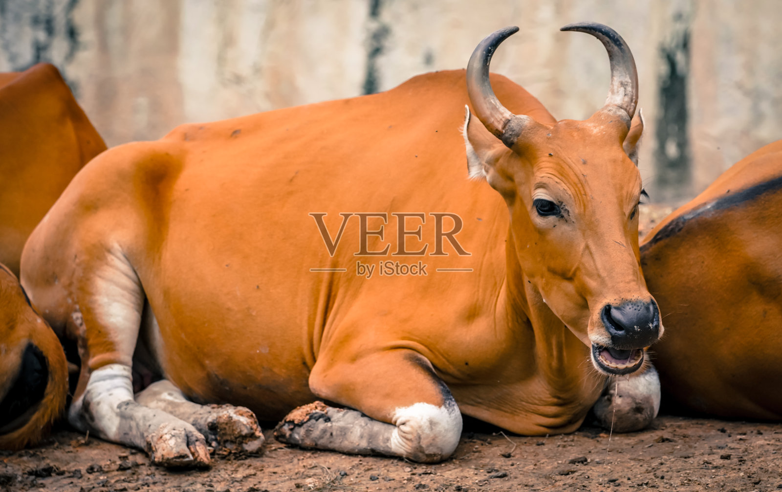红色的奶牛在大自然中带有戏剧性的色调照片摄影图片