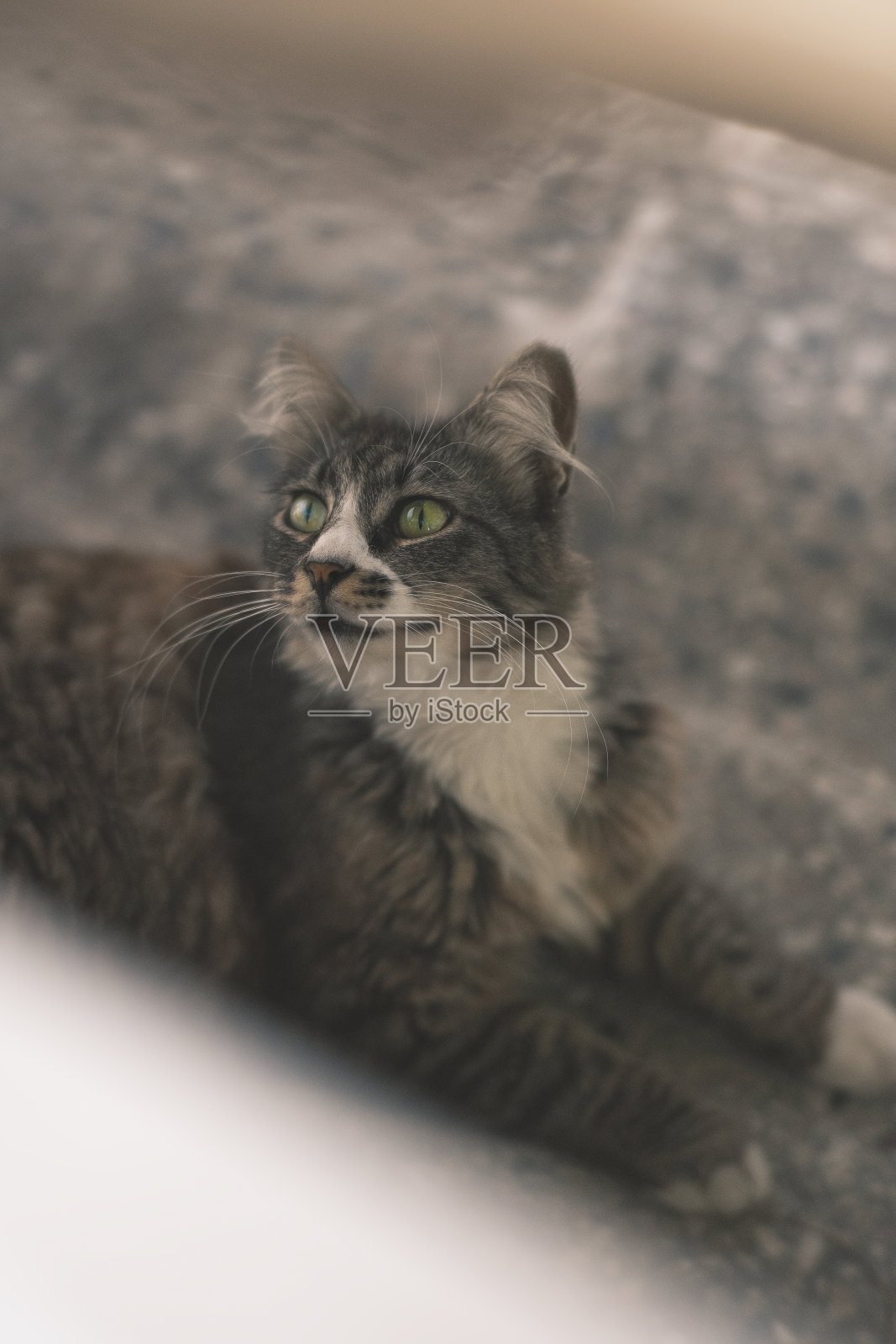 猫照片摄影图片