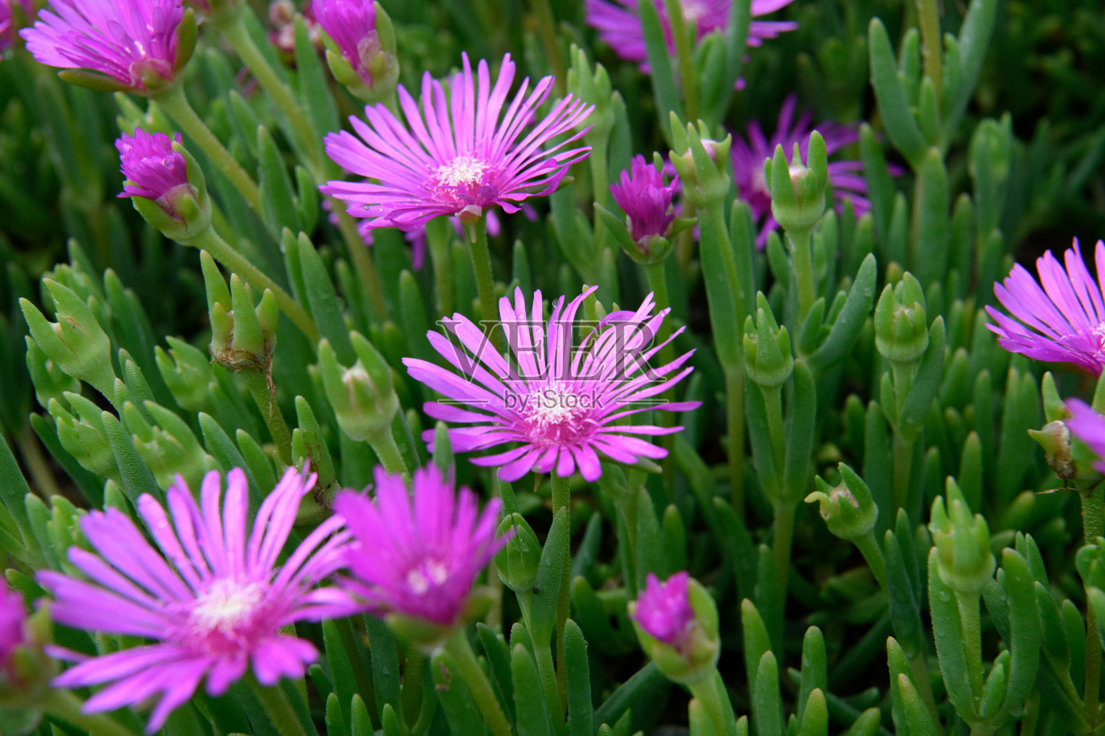 胚乳同时开花照片摄影图片