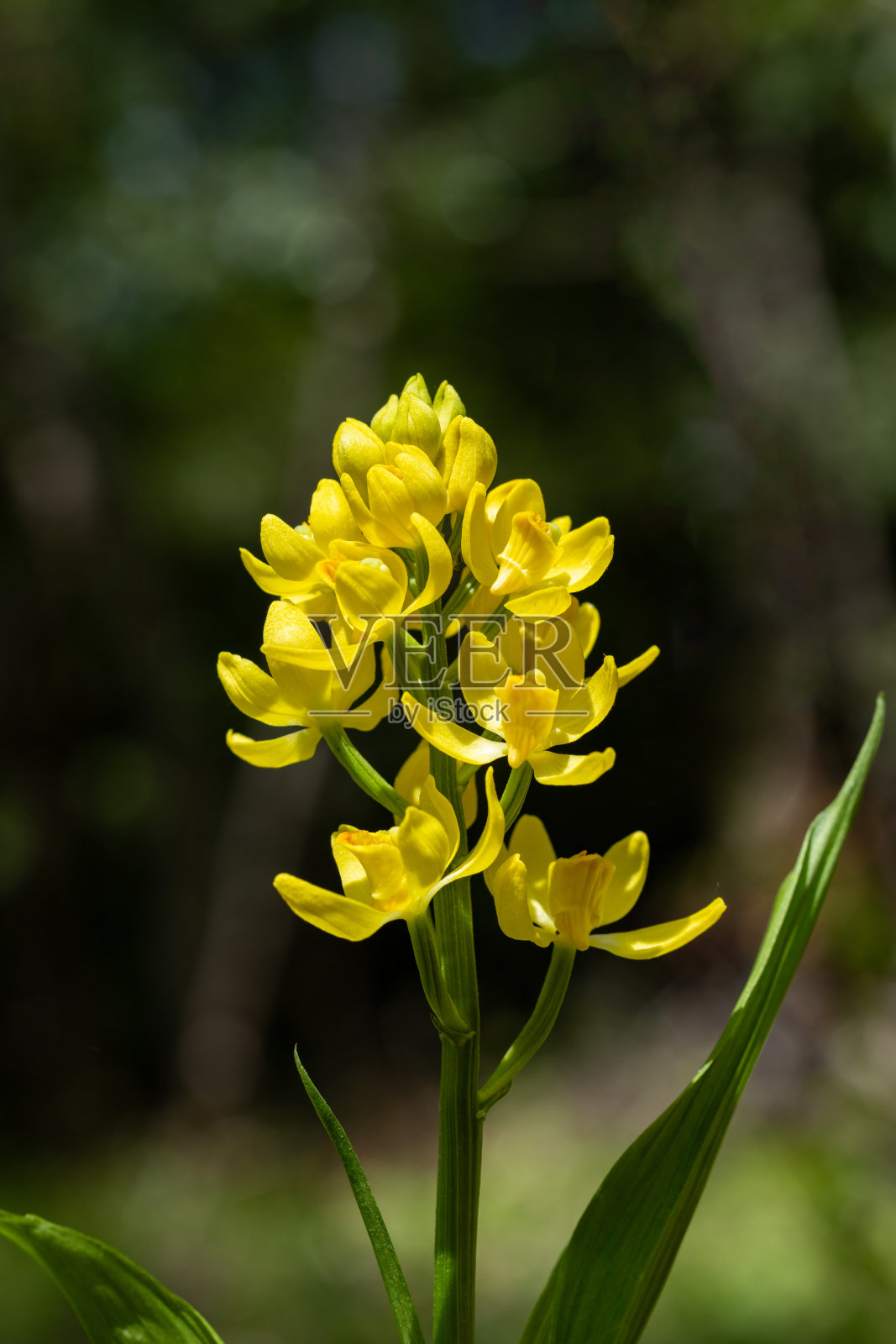 牛头花在树林的树荫下，静静地美丽地绽放。照片摄影图片