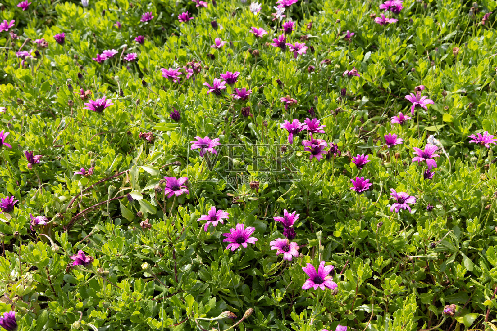 弗洛雷斯岛上的紫色花朵。照片摄影图片