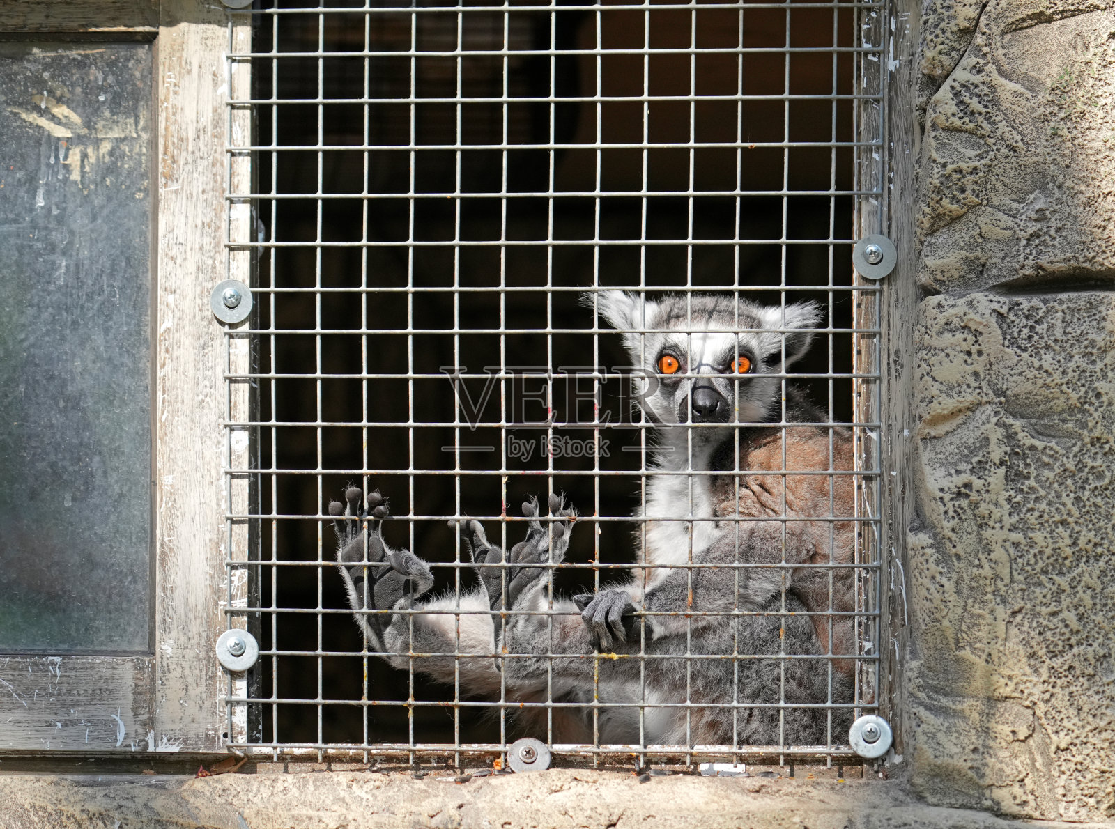 狐猴照片摄影图片