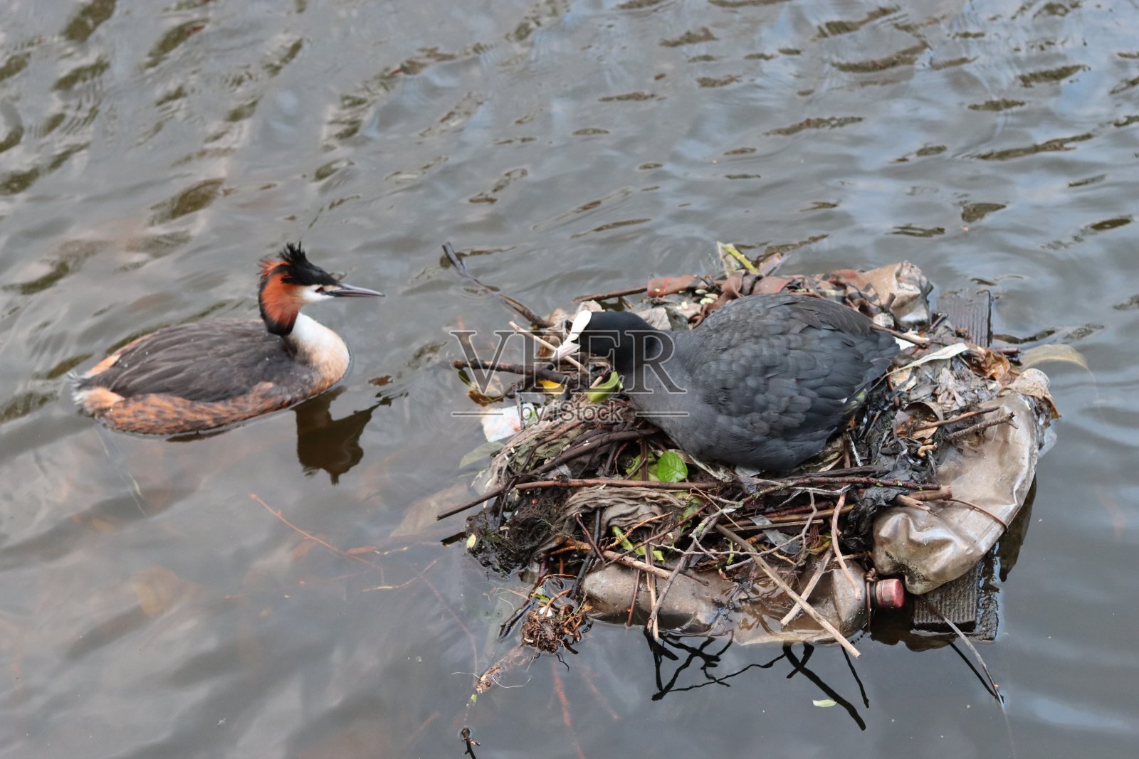 白骨顶坐在城市运河里的一堆树枝和垃圾上，被一只灰熊看守着照片摄影图片