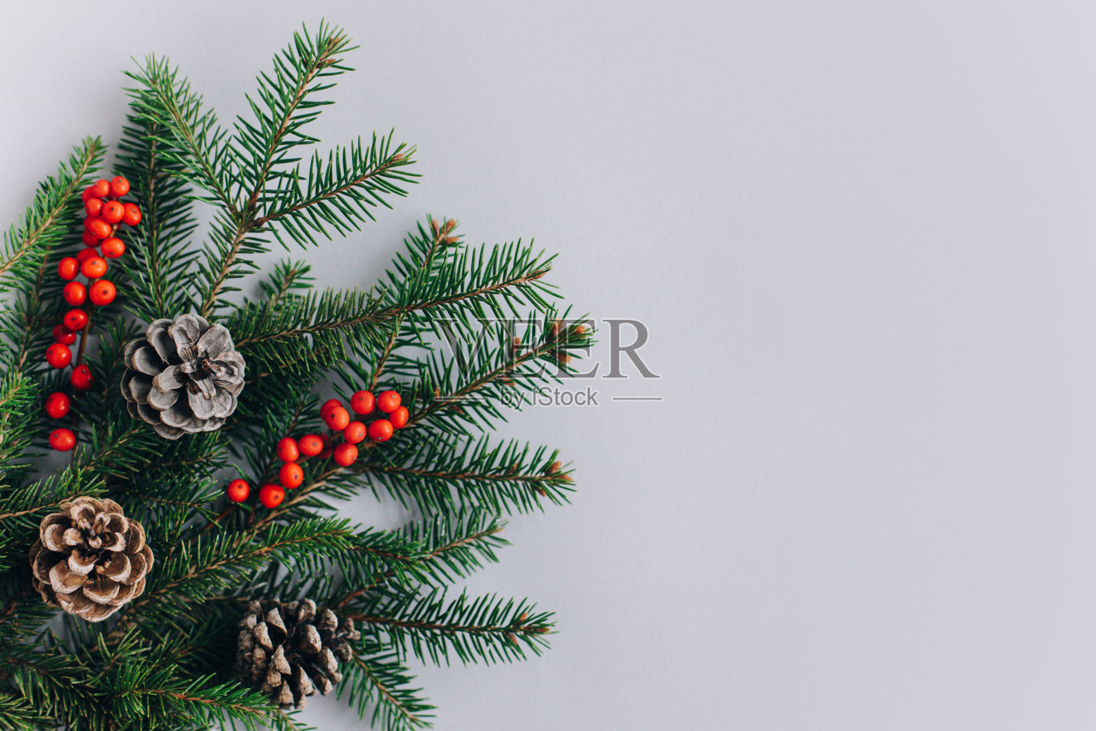 云杉树枝上的球果和灰色背景上的红浆果。照片摄影图片